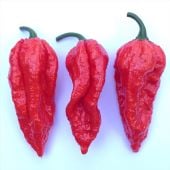 Bhutlah Red Pepper Seeds HP2492-10