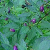 Bolivian Rainbow Pepper Seeds HP479-20_Base