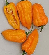 Peppers for Making Hot Sauce