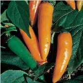 Bulgarian Carrot Hot Peppers HP34-20