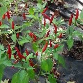 Cabai Burong Hot Peppers HP36-10