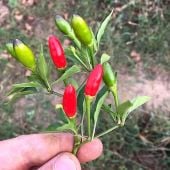 Calabrian Diavolicchio Pepper Seeds HP2498-10