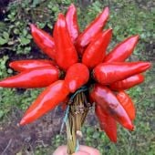 Calabrian Mazetti Pepper Seeds HP2499-10