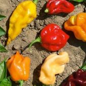 Caribbean Mix Hot Peppers HP1298-20