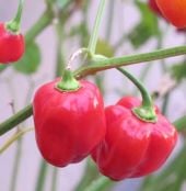 Habanero Hot Peppers (Caribbean Red) HP39-10