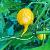 Carolina Reaper Yellow Pepper Seeds HP2288-10_Base