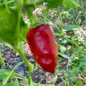 Casados Native Hot Peppers HP342-20_Base