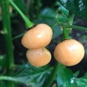 Charapita Peach Pepper Seeds HP2506-10_Base