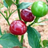Chile Bolito Pepper Seeds HP1348-10_Base