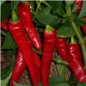Great Cooking Hot Peppers