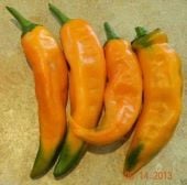 Chilhuacle Amarillo Pepper Seeds HP1053-10_Base