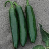 Cocula Hot Peppers HP2274-10