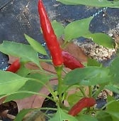 Dhanraj Hot Pepper HP71-10
