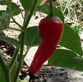Diente de Perro Hot Peppers (Type 4) HP2185-10_Base