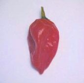 Fatalii Hot Peppers (Red) HP688-10