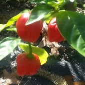 Grenada Hot Peppers HP2044-10