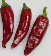 Guajillo Hot Peppers HP92-20