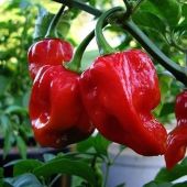 Jamaican Hot Peppers (Red Strain 3) HP1910-10