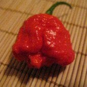 Habanero Hot Peppers (7 Pot Brain Red) HP2015-5