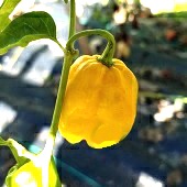 Habanero Hot Peppers (7 Pot Yellow) HP2202-10_Base