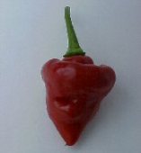 Habanero Hot Peppers (Belize Sweet) HP1935-10