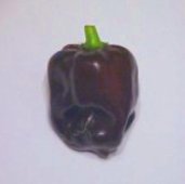Habanero Hot Peppers (Congo Chocolate) HP992-10_Base