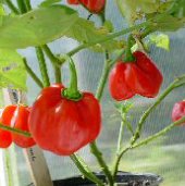Habanero Hot Peppers (Gambia) HP85-10