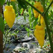 Habanero Hot Peppers (Neon Yellow) HP96-10