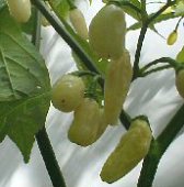 Habanero Hot Peppers (Peruvian White) HP1003-10