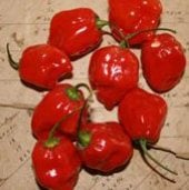 Habanero Hot Peppers (Red Strain 7) HP1983-10