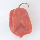 Habanero Hot Peppers (Venezuelan Sweet) HP1057-10_Base
