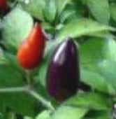 Haitian Purple Hot Peppers HP855-10_Base