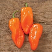 Habanero Hot Peppers (Helios)  HP2241-10