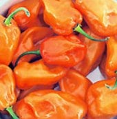 Magnum Habanero Hot Peppers HP2038-10_Base