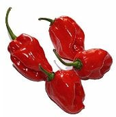 Habanero Hot Peppers (Red Strain 3) HP1785-10_Base