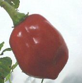 Habanero Hot Peppers (Red Strain 5) HP1928-10_Base