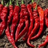 Iberian Cayenne Hot Peppers HP1916-10