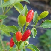 Inca Surprise Hot Peppers HP1049-20