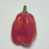 Jamaican Hot Peppers HP447-10