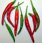 Japones Hot Peppers HP2220-10_Base