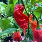 Jay's Red Ghost Scorpion Pepper Seeds HP2366-10_Base