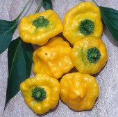 Jamaican Mushroom Hot Peppers (Yellow) HP2056-10_Base