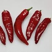 Kalocsa Paprika Hot Peppers
