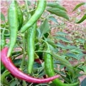 Korean Long Green Hot Peppers HP1346-20