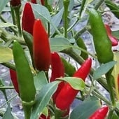 Laotian Hot Peppers HP142-20_Base
