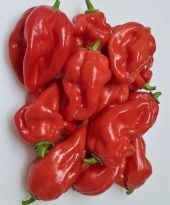 Lester William's Red Pepper Seeds HP2369-10_Base