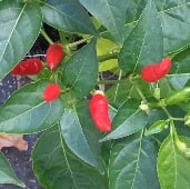 Malagueta Hot Peppers HP1801-10