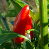 Aji Mirasol Pepper Seeds HP154-20_Base