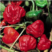 Mushroom Hot Peppers (Red) HP159-20_Base