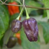 Naga Purple Hot Peppers HP2374-10